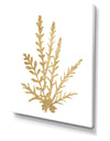 Pacific Sea Mosses III Gold - Cottage Canvas Wall Art