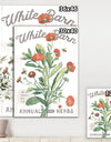 White Barn Flowers IV - Cottage Canvas Wall Art