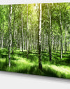 Beautiful Birch Grove - Landscape Canvas Art Print