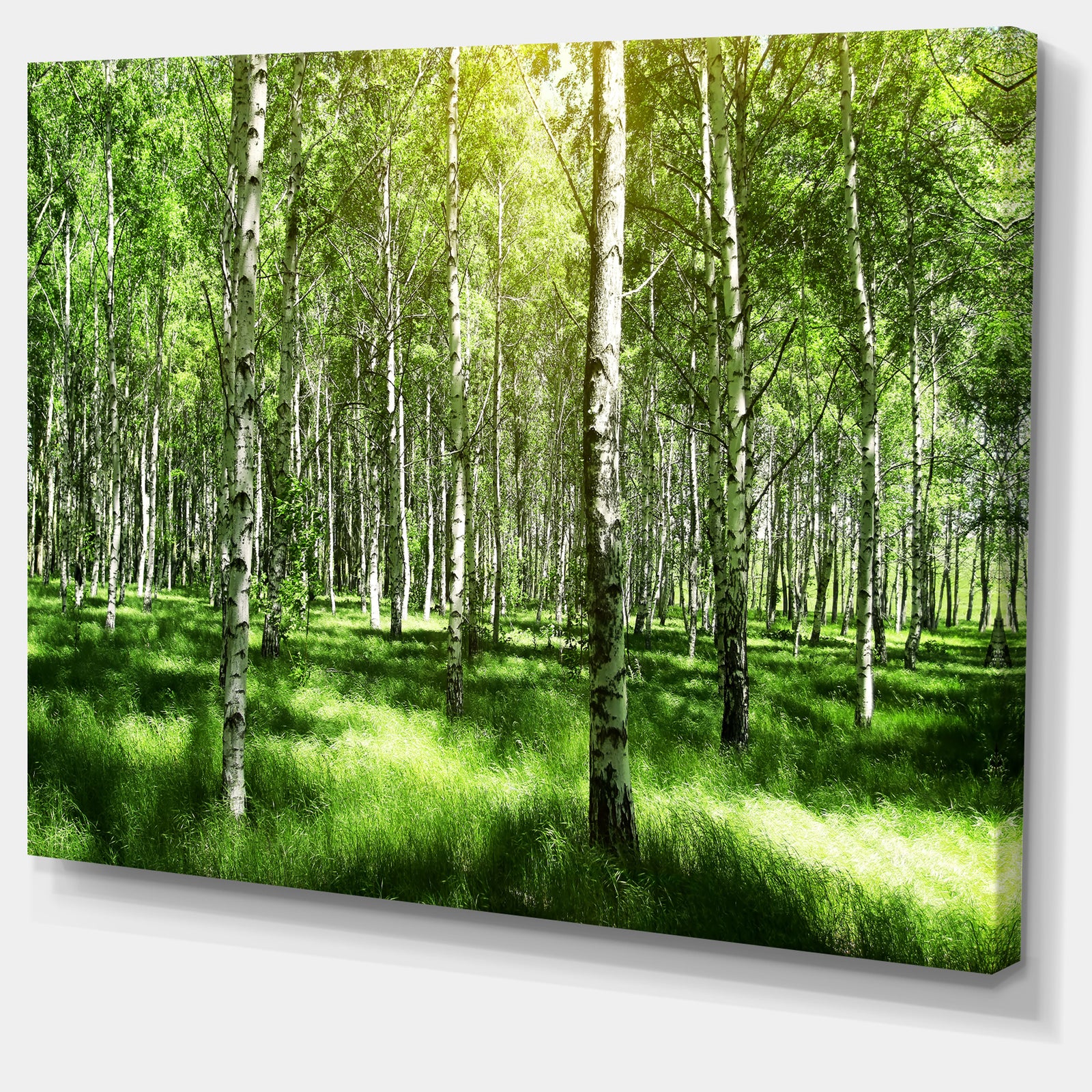 Beautiful Birch Grove - Landscape Canvas Art Print