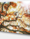 Big Tree - Photography Canvas Art Print