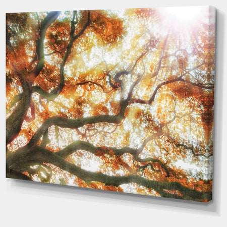 Big Tree - Photography Canvas Art Print