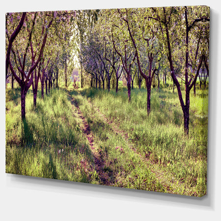 Blossom Apples Garden Photography Canvas Art Print