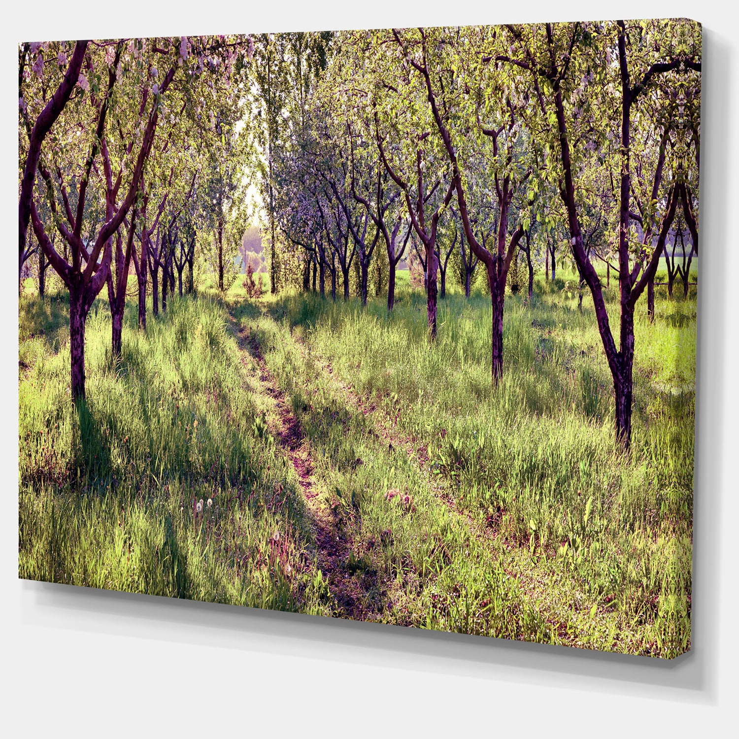 Blossom Apples Garden Photography Canvas Art Print