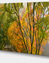 Canopy of Maple Trees in Fall Floral Photo Canvas Print