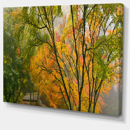 Canopy of Maple Trees in Fall Floral Photo Canvas Print