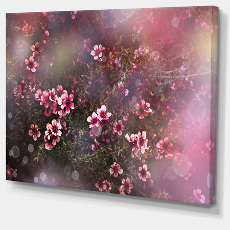Sakura Japanese Cherry - Photography Floral Canvas Print
