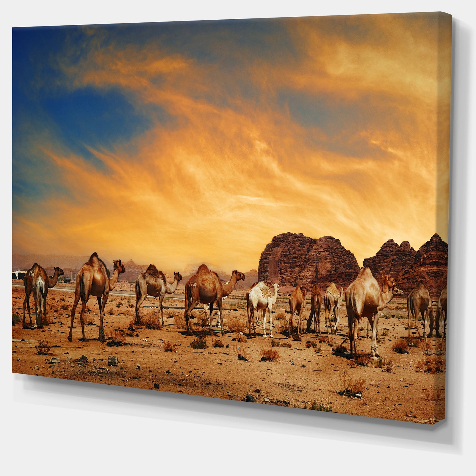 Camels in Wadi Rum Photography Canvas Art Print