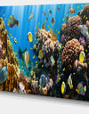 Coral Colony Panorama - Photography Canvas Art Print