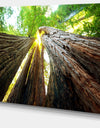 Sequoia Tree Photography Canvas Art Print