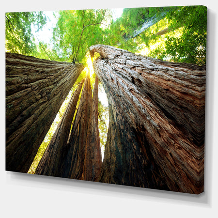 Sequoia Tree Photography Canvas Art Print