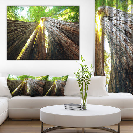 Sequoia Tree Photography Canvas Art Print
