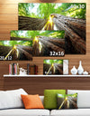 Sequoia Tree Photography Canvas Art Print