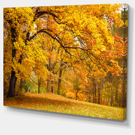 Golden Autumn Forest - Landscape Photo Canvas Print