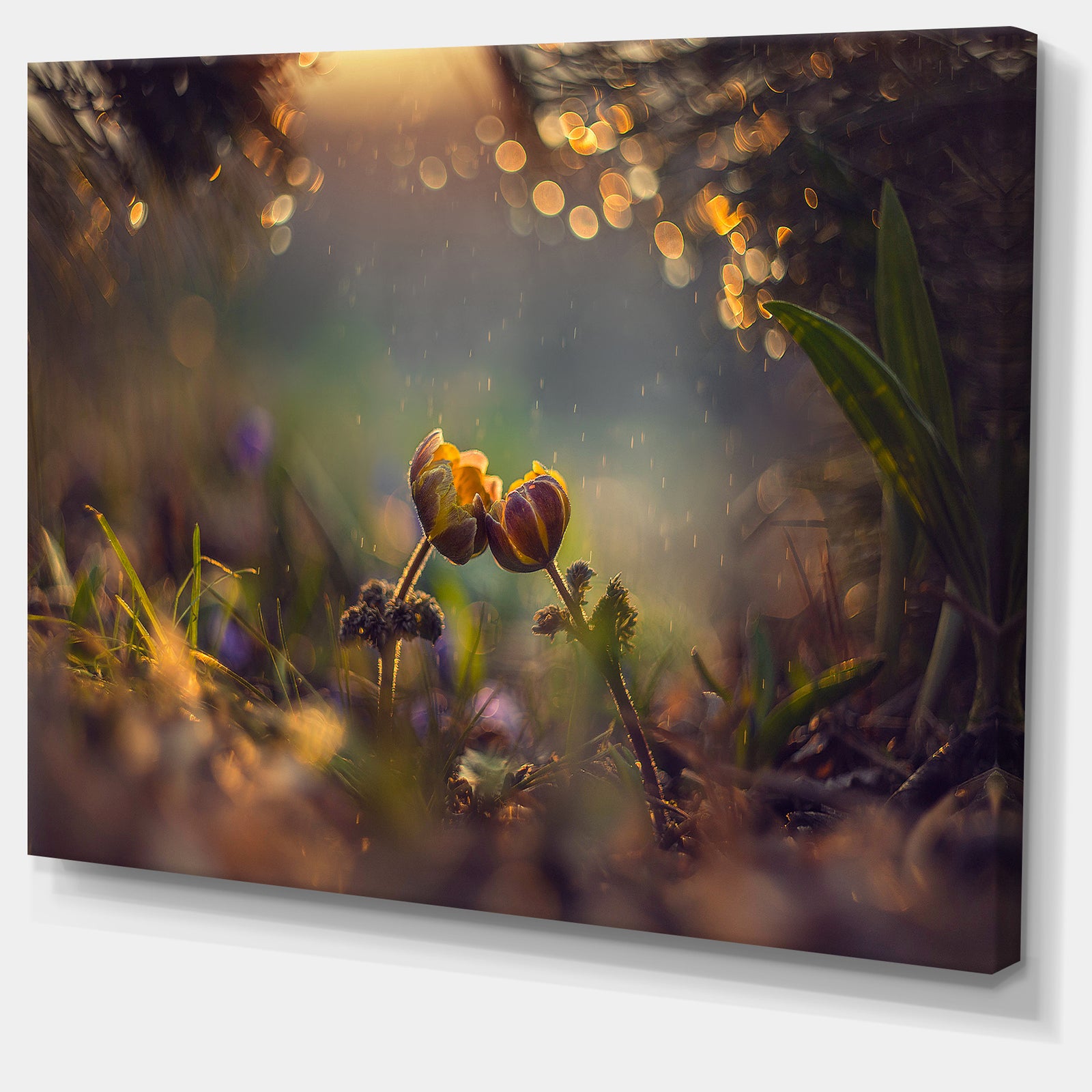 Two Spring Flowers - Floral Photography Canvas Print