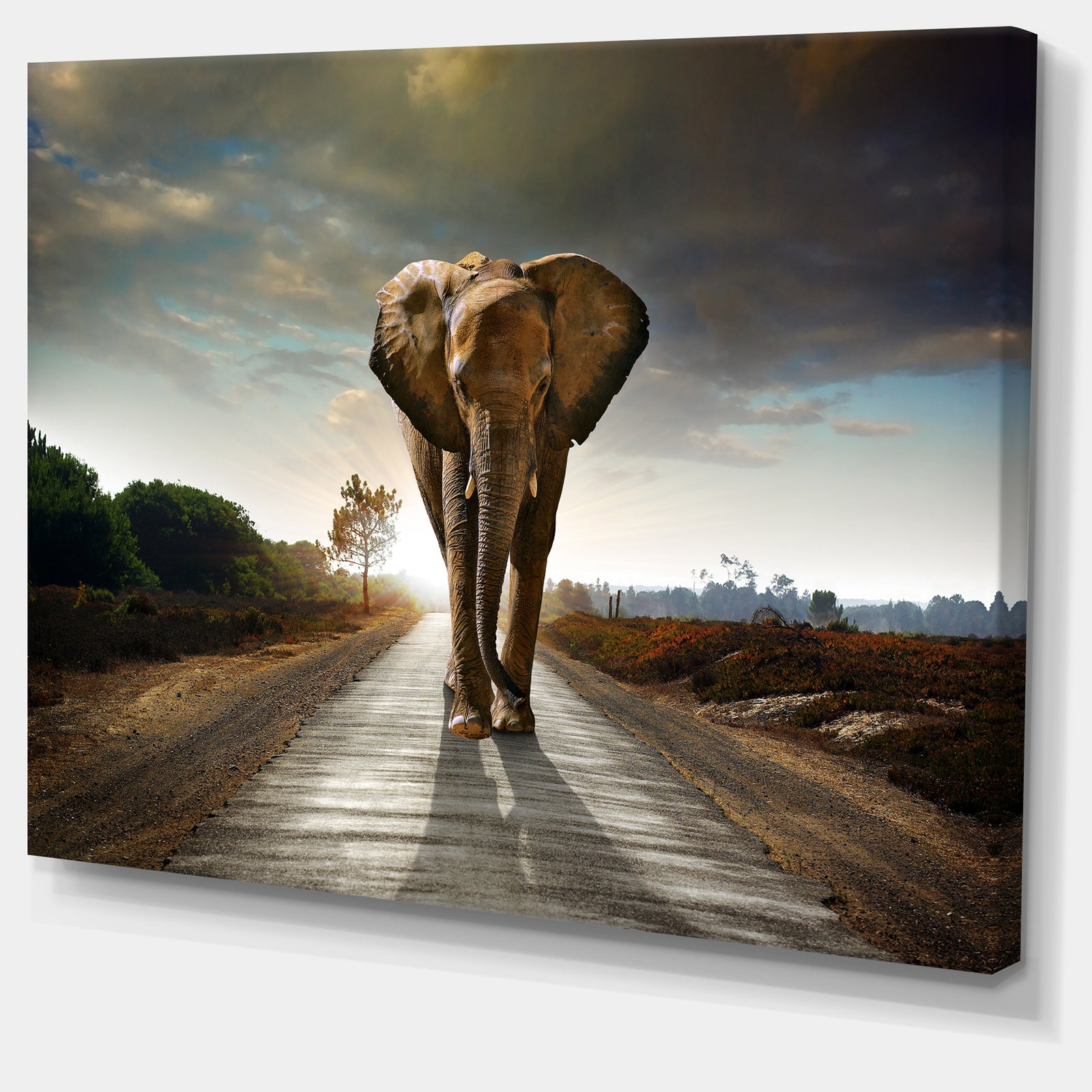 Single Walking Elephant - Photography Canvas Art Print