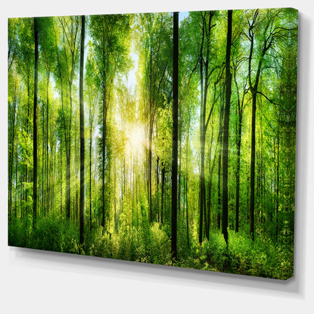 Forest with Rays of Sun Panorama - Landscape Art Print Canvas