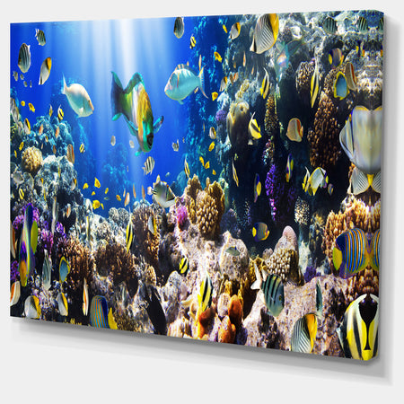 Coral Colony and Coral Fish - Seascape Photo Canvas Print