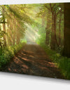 Suns Peeks into Forest - Landscape Photo Canvas Print