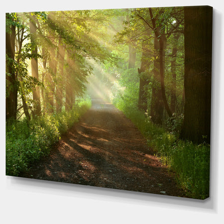 Suns Peeks into Forest - Landscape Photo Canvas Print