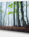 Green Leaves in Old Forest - Landscape Photo Canvas Print