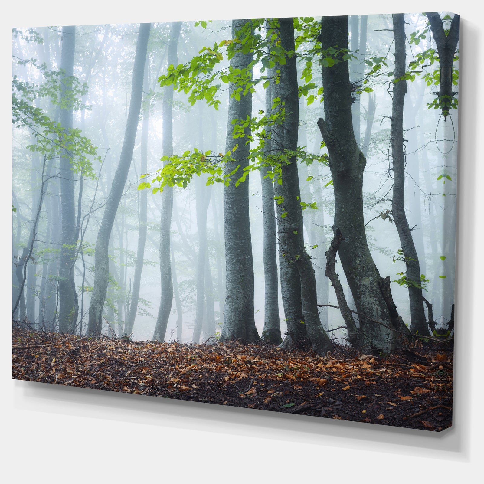 Green Leaves in Old Forest - Landscape Photo Canvas Print