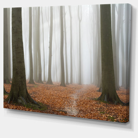 Misty Autumn Beech Forest - Landscape Photo Canvas Print