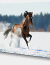 Horse Running in Winter - Landscape Photo Canvas Print