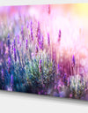 Growing and Blooming Lavender - Floral Canvas Art print