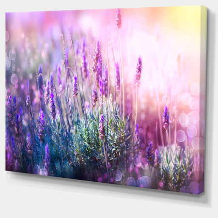 Growing and Blooming Lavender - Floral Canvas Art print