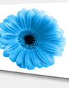 Isolated Blue Flower - Floral Art Canvas Print