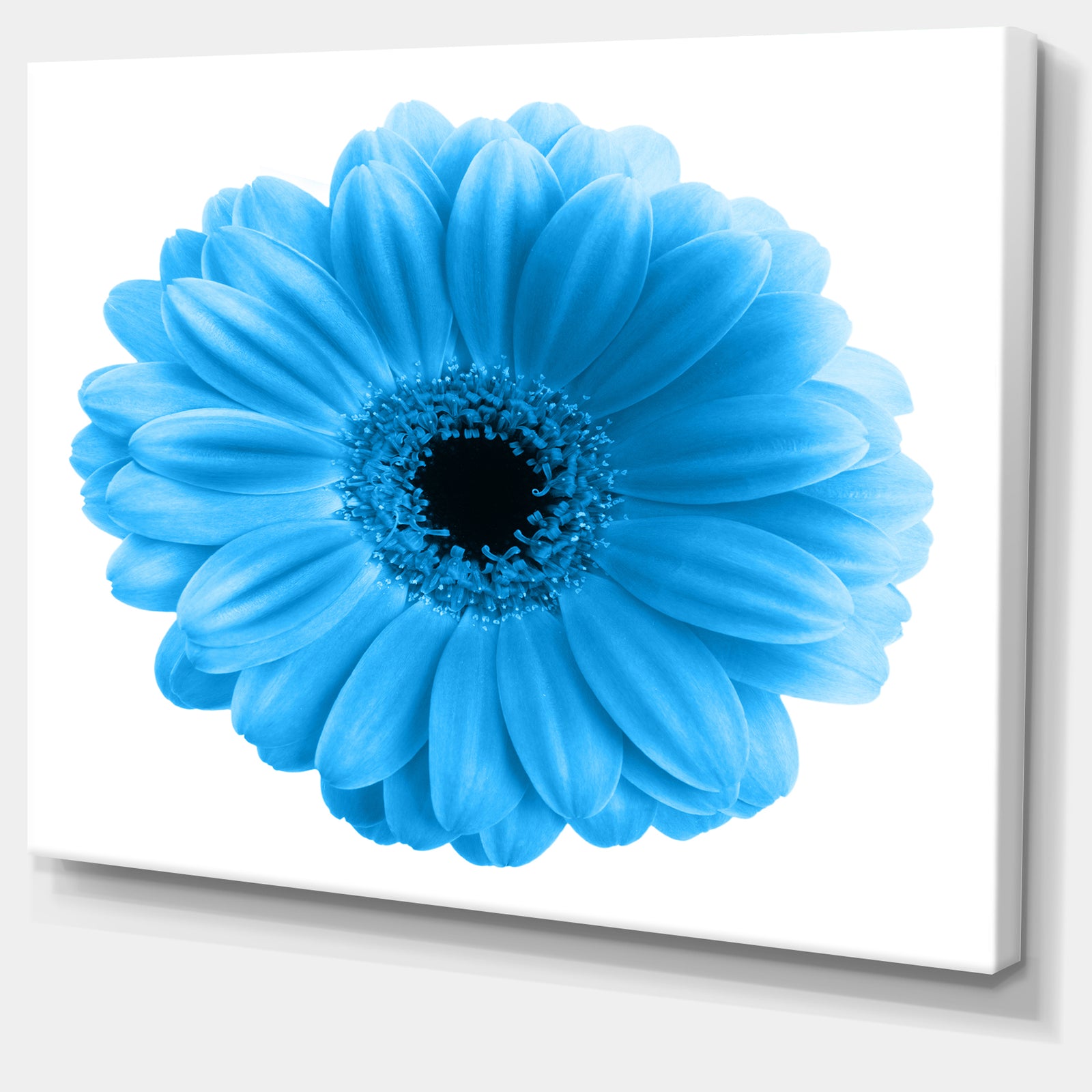 Isolated Blue Flower - Floral Art Canvas Print