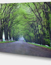 Arched Trees Over Country Road - Landscape Photo Canvas Print