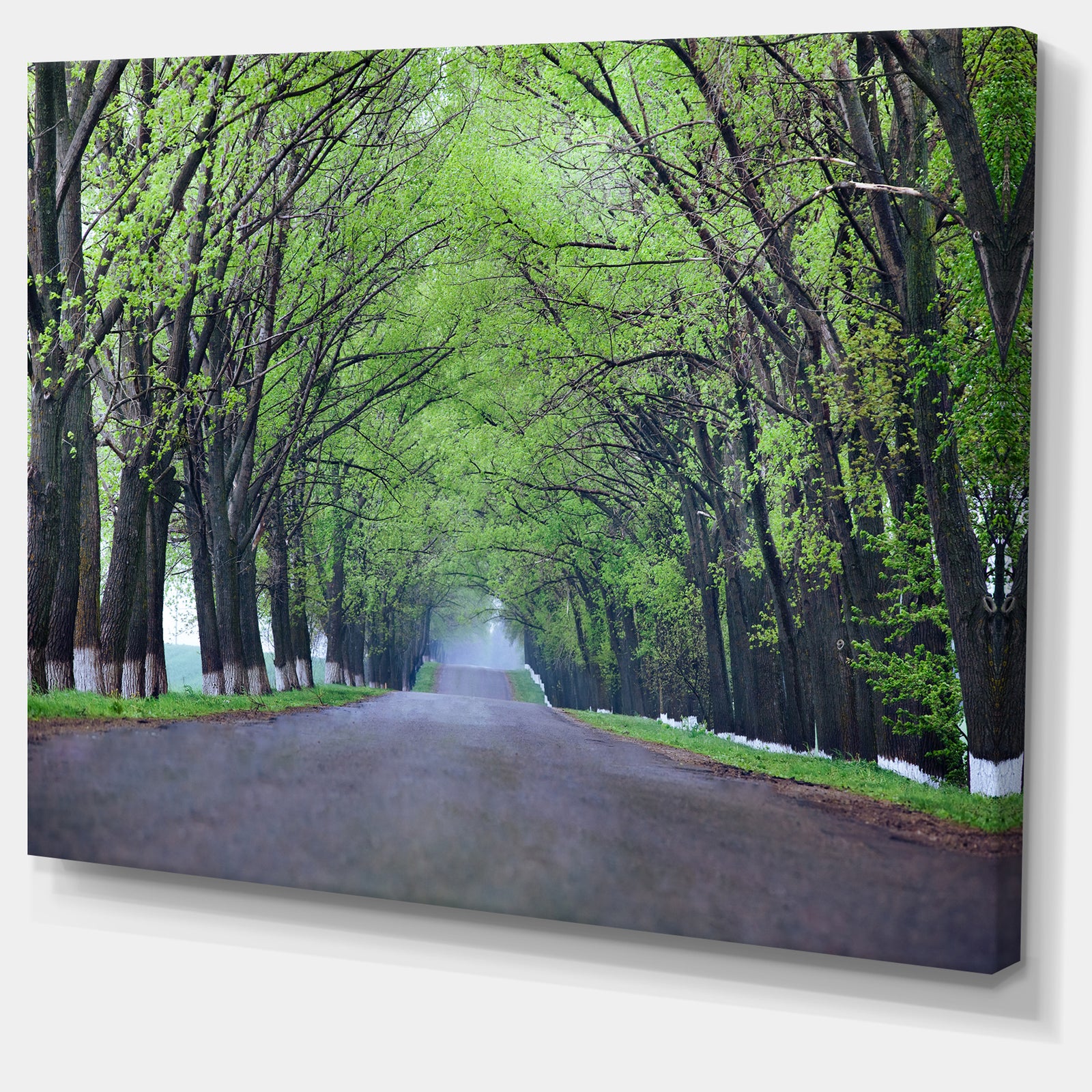 Arched Trees Over Country Road - Landscape Photo Canvas Print