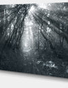 Sun Rays Through Gray Trees - Landscape Photography Wall Art