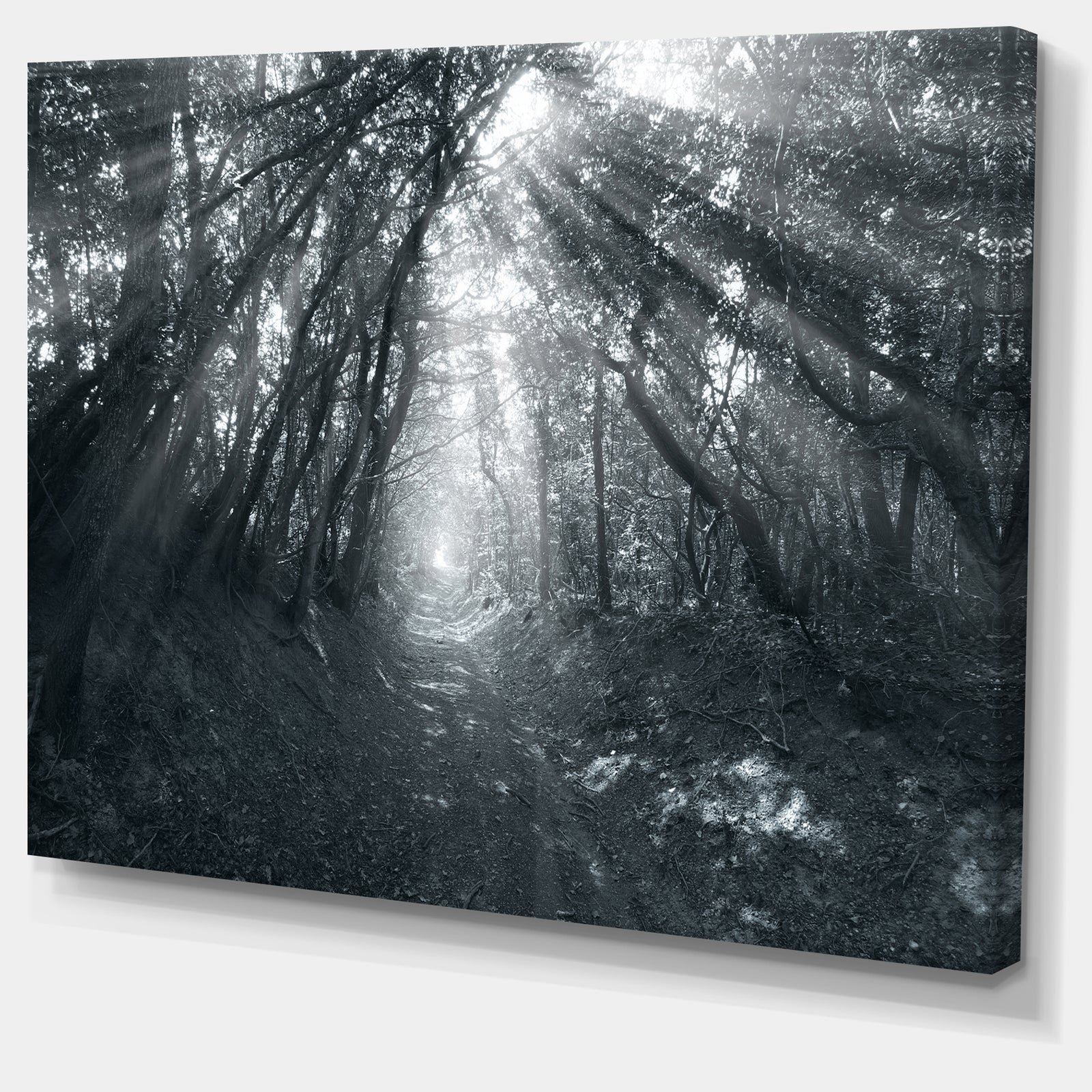 Sun Rays Through Gray Trees - Landscape Photography Wall Art