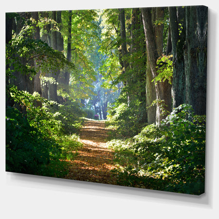 Bright Green Forest in Morning - Landscape Photo Canvas Print