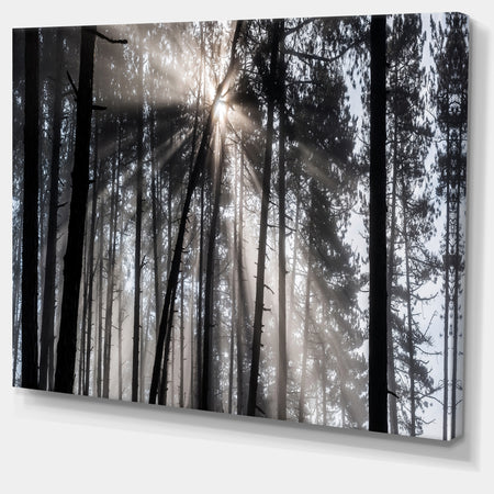 Sunbeams through Black White Forest - Forest Canvas Wall Art Print