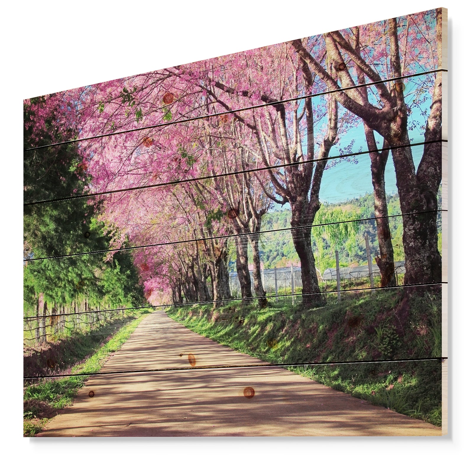 Cherry Blossom Pathway in Chiang Mai - Landscape Print on Natural Pine Wood