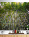 Bamboo forest of Kyoto Japan. - Forest Print on Natural Pine Wood