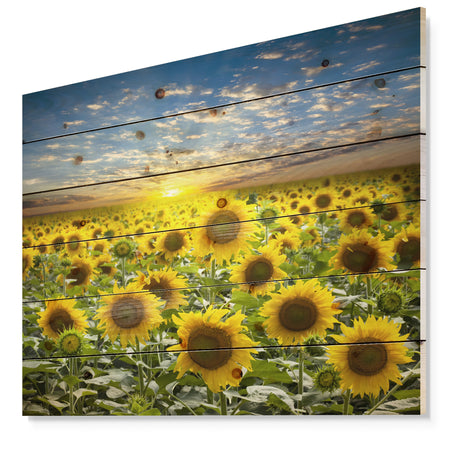 Field of Blooming Sunflowers - Flower Print on Natural Pine Wood