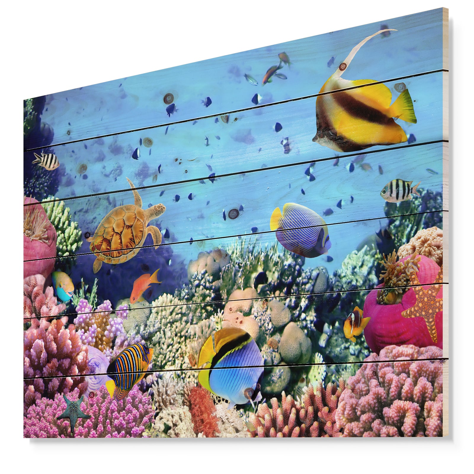 Coral Colony on Reef Egypt - Animal Print on Natural Pine Wood