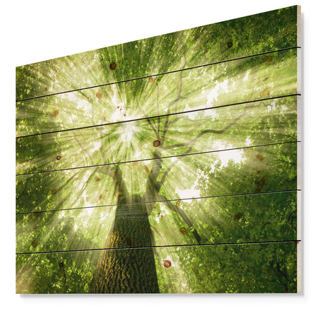 Sunlight Peeking through Green Tree - Landscape Print on Natural Pine Wood