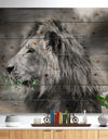 Grey Wild African Lion - Animal Print on Natural Pine Wood