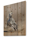 Grey arabian horse run in dust - Animals photographyPrint Print on Natural Pine Wood