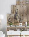 Grey arabian horse run in dust - Animals photographyPrint Print on Natural Pine Wood