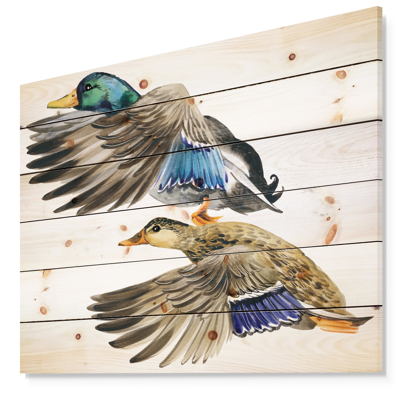 Colored Duck isolated on white background - Sketch of Farmhouse Animals of Painting Print on Natural Pine Wood