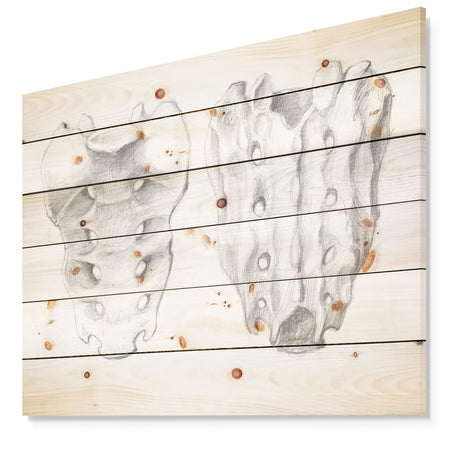 Sacral bone double View - Bones Painting Print on Natural Pine Wood