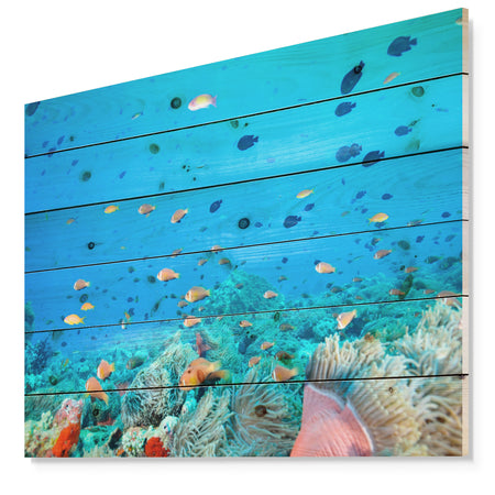 Colony of Maldives anemone fish - Sea & Shore Nautical Print on Natural Pine Wood