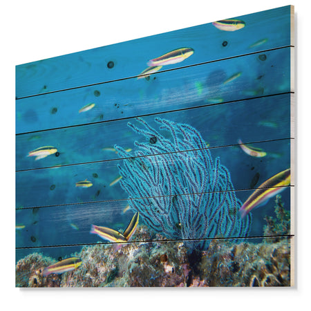 Gorgonia coral on the deep blue ocean - Sea & Shore Nautical Print on Natural Pine Wood